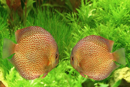 copyright R. Callewaert